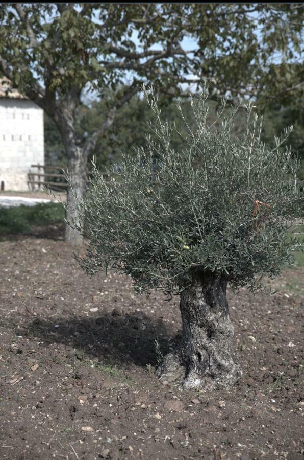 Agriturismo Il Parco Nusco Luaran gambar